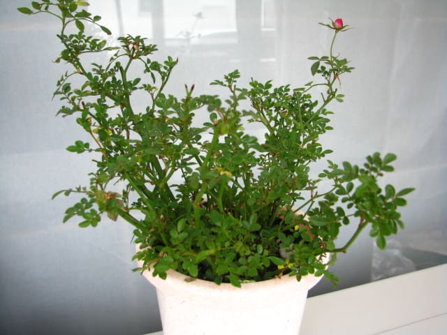 ミニバラほほえみの植え替え かなんりょうの あぁ もう増やすまじ
