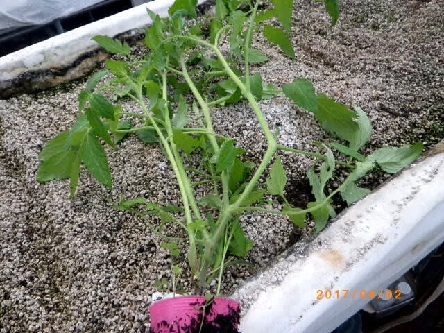 トマトの脇芽を挿し木しました 畑 野菜の記録