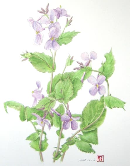 ムラサキハナナ 紫花菜 花の絵いっぱい描きたい