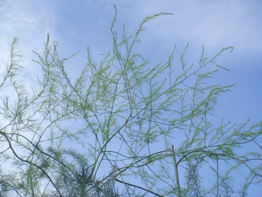 ２メートル以上にも成長するアスパラガスの擬葉 加薬飯