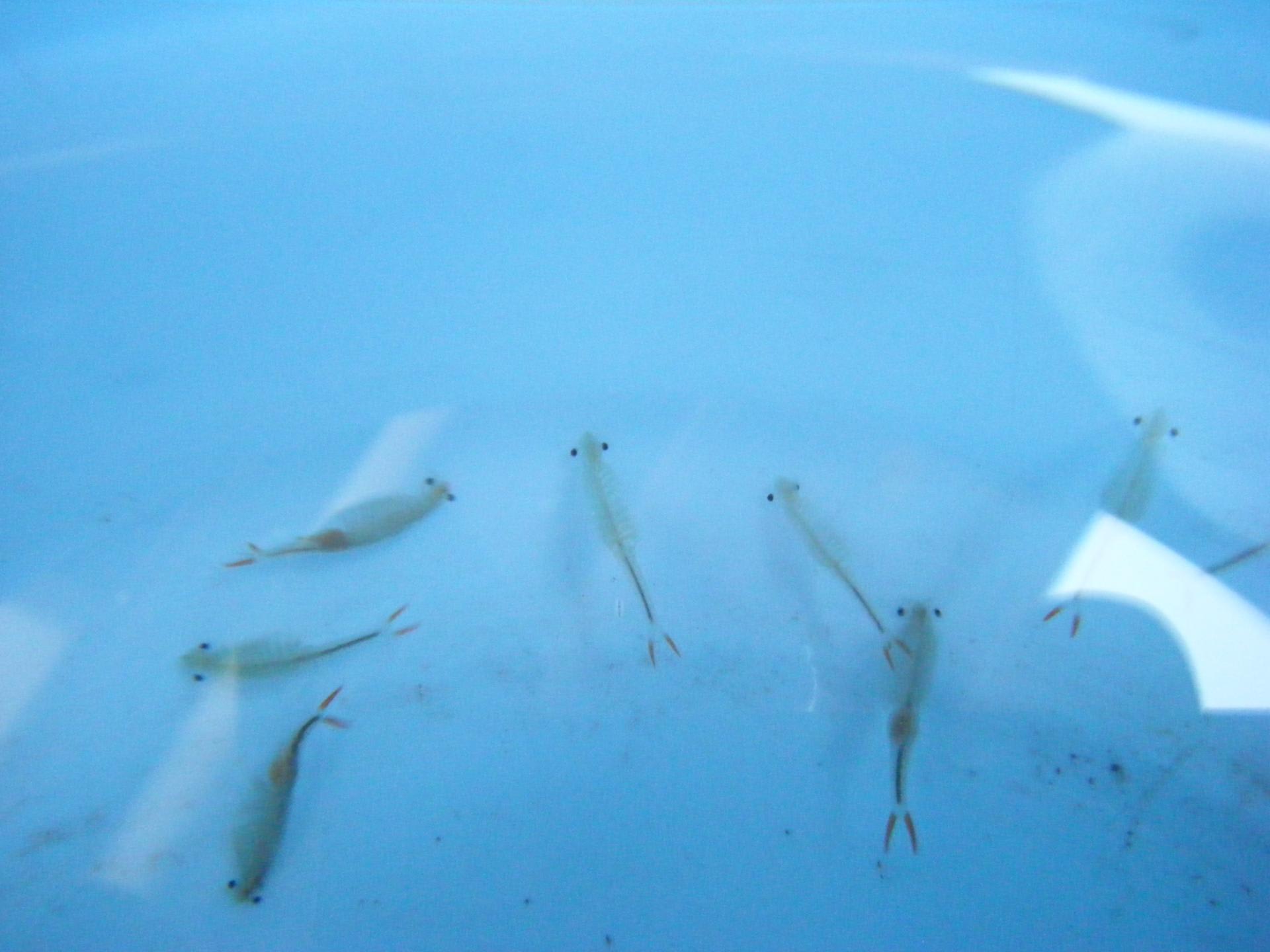 田んぼで発見 謎の生物 裏面 U太の本音の本音 田んぼで発見 謎の生物 裏面 U太の本音の本音