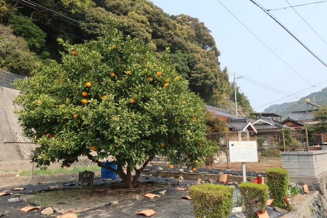 橙 夏みかんの樹の原木を見に行ってきました 山口県長門市の まち ひと しごと をつなぐお手伝い