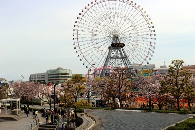 みなとみらいさくら通りの桜