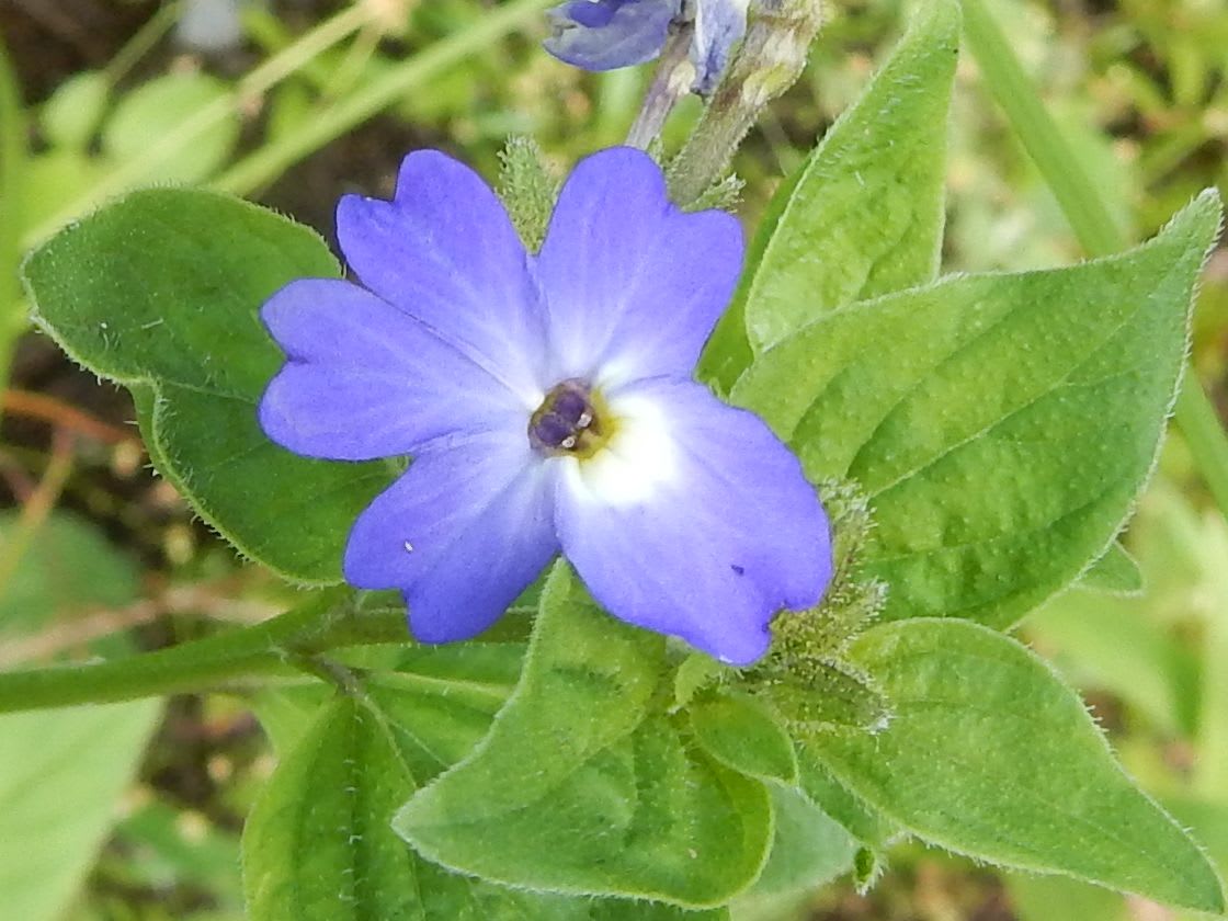 名前の分からない青い花 ブロワリア アメリカーナ Konasukeの部屋