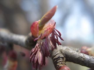桂の木の花が咲いています イーハトーヴ里山の樹木ウオッチング