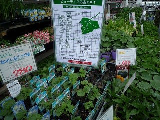 緑のカーテン 作り方のポイント どんな植物で 緑のカーテンのある暮らし