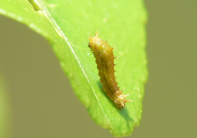アゲハの幼虫 レモンの木 つー虫のブログ アゲハの幼虫 レモンの木 つー虫のブログ