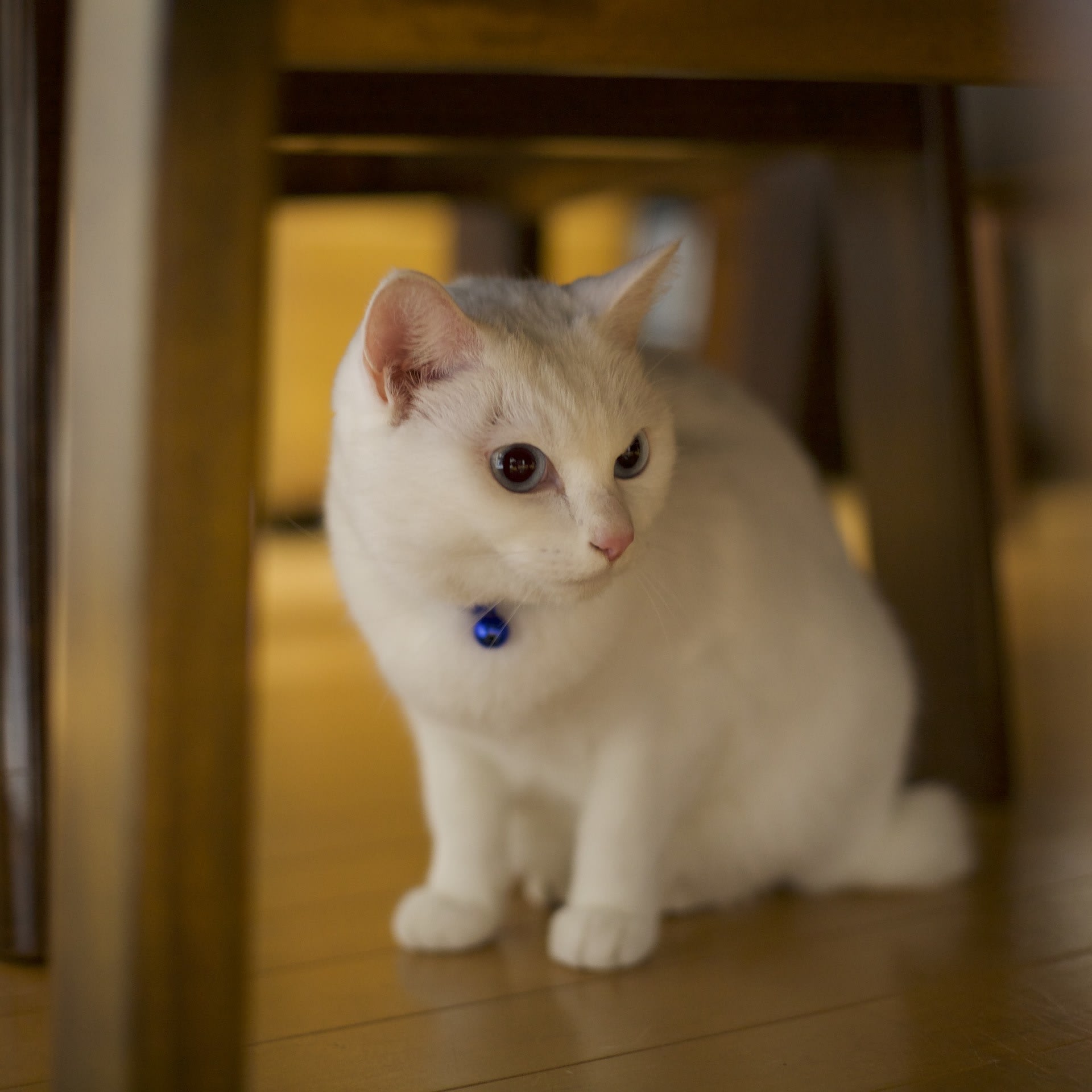 Lpレコード紹介 No 066 カラヤン 新世界より Jerry Emma Laura Piano