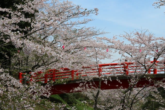 小見川 城山公園の桜 満開 小見川 高橋つり具 ブログ
