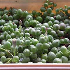 植え替え グリーンネックレス編３ サボ科の記録