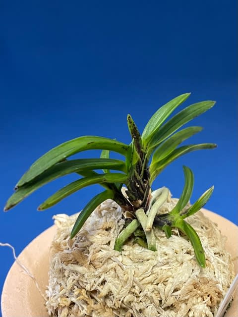 富貴蘭 阿波錦姫(徳島県三加茂町産) インテリア小物 植物/観葉植物
