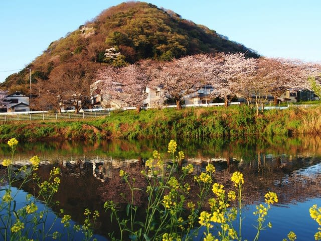 大磯のサクラ 花水川のほとり 大磯の風 大磯のサクラ 花水川のほとり 大磯の風