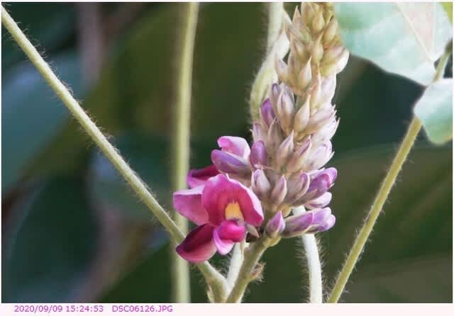 誕生日の花 ９月１０日 クズ 葛 都内散歩 散歩と写真