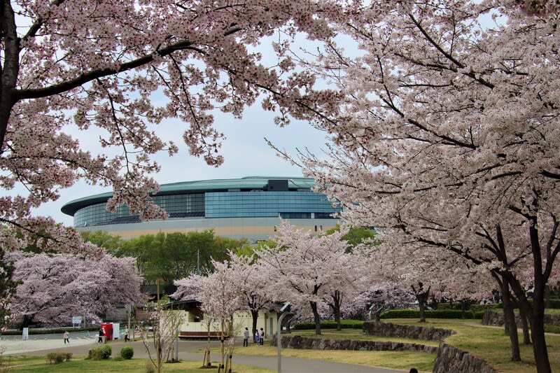 桜咲く前橋公園 ハイブリッドな生活 旧ルノーな生活