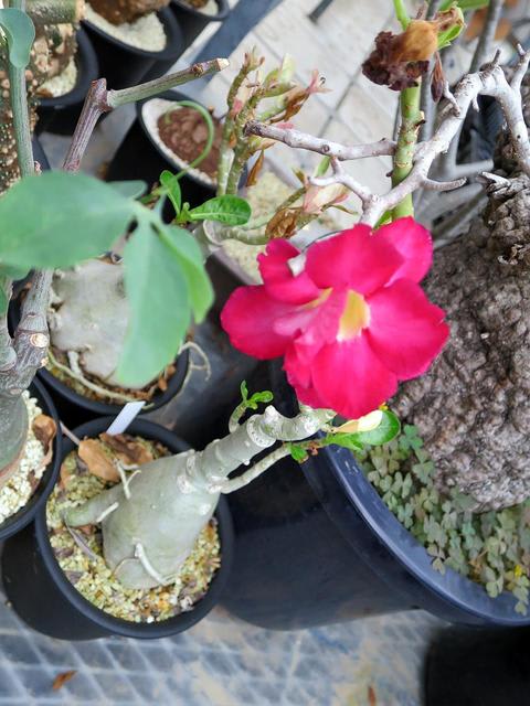 アデニウム バオバブフォーム 家 春夏秋冬 花 Mikio アデニウム バオバブフォーム 家 春夏秋冬 花 Mikio