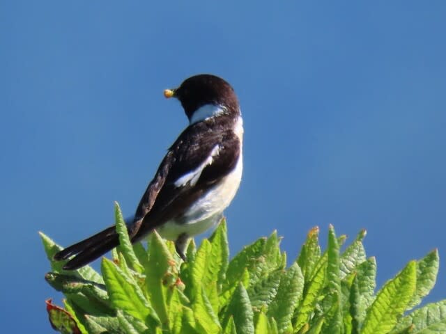 高ボッチ高原・鉢伏山で見た鳥　ノビタキ（オス）