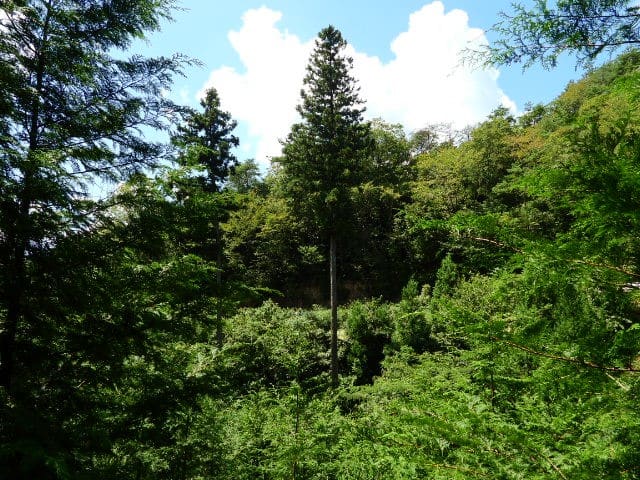 背の高い木 イワノメ Blog