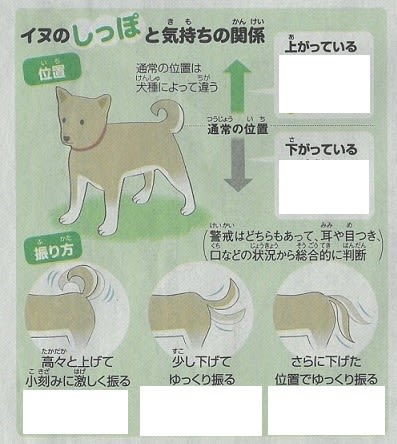 新聞記事検定 犬がしっぽを振るのはなぜ アドバイスｎｉｅ