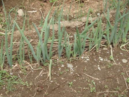 ネキリムシに 米糠は 効果あり 魚沼の散歩道 ネキリムシに 米糠は 効果あり 魚沼の散歩道