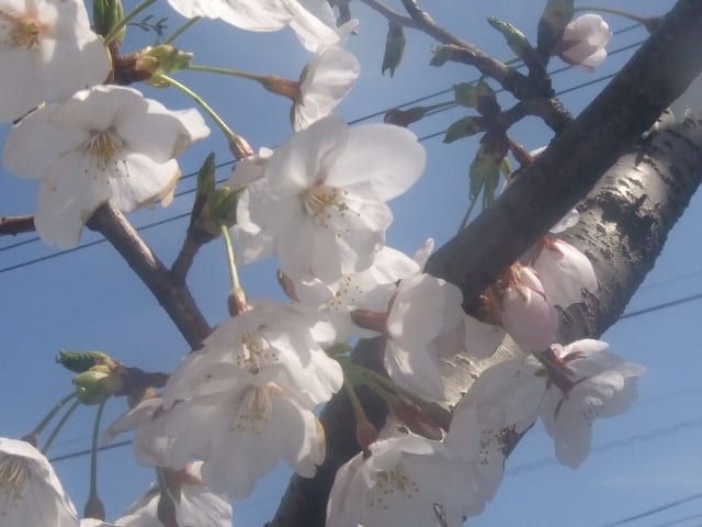 桜　ソメイヨシノ