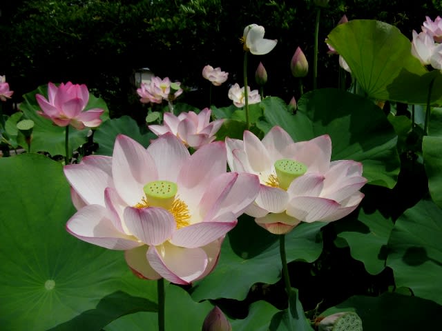 古代ハスの種から芽が出たっ あんな話こんな話