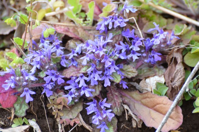 春のシソ科の草花 行く川の流れ 春のシソ科の草花 行く川の流れ