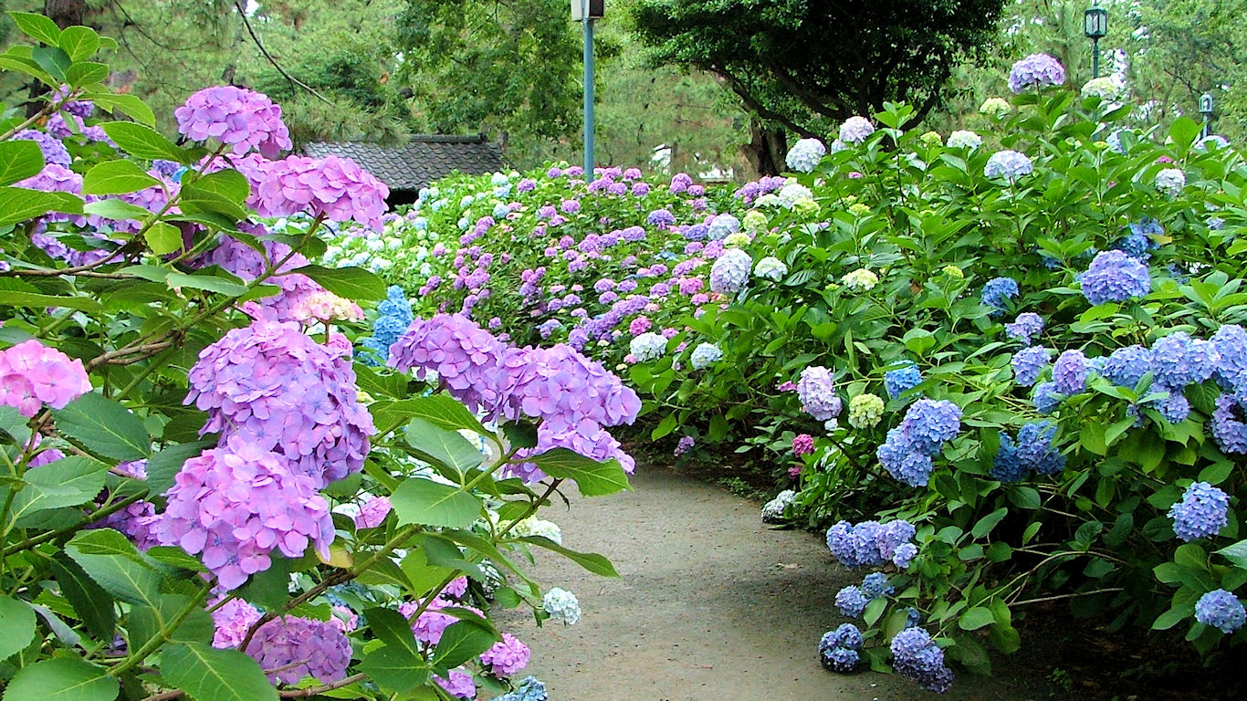 ピンクの紫陽花 パソコンときめき応援団 壁紙写真館