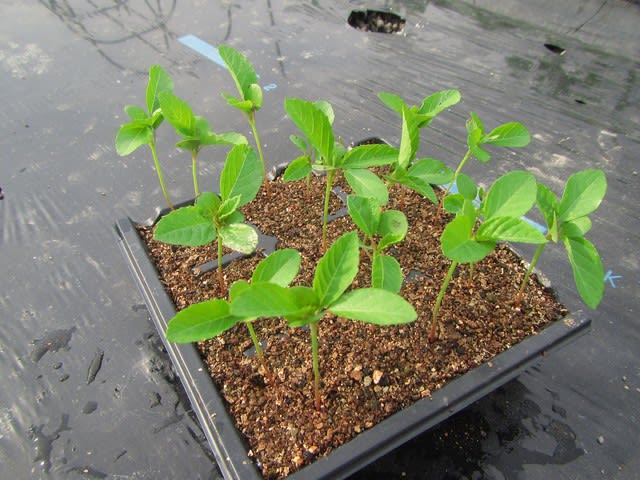 モロヘイヤとシソの植え付け 大好き 野菜の時間 モロヘイヤとシソの植え付け 大好き 野菜の時間