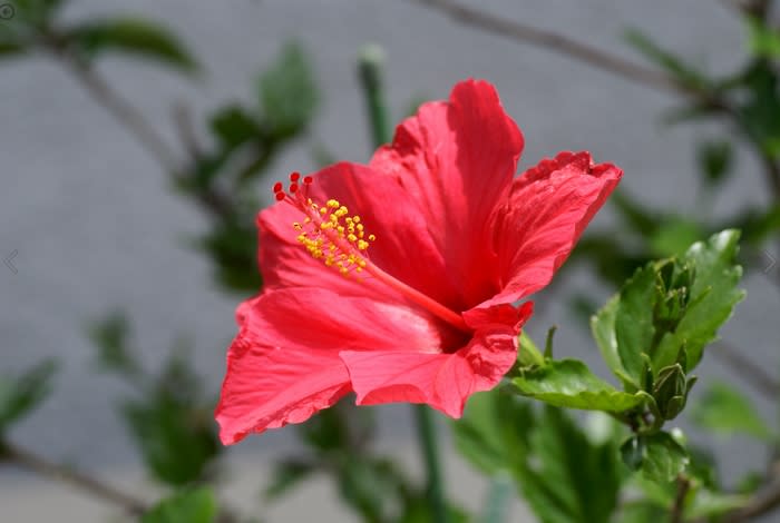 庭の花 ハイビスカス 都内散歩 散歩と写真