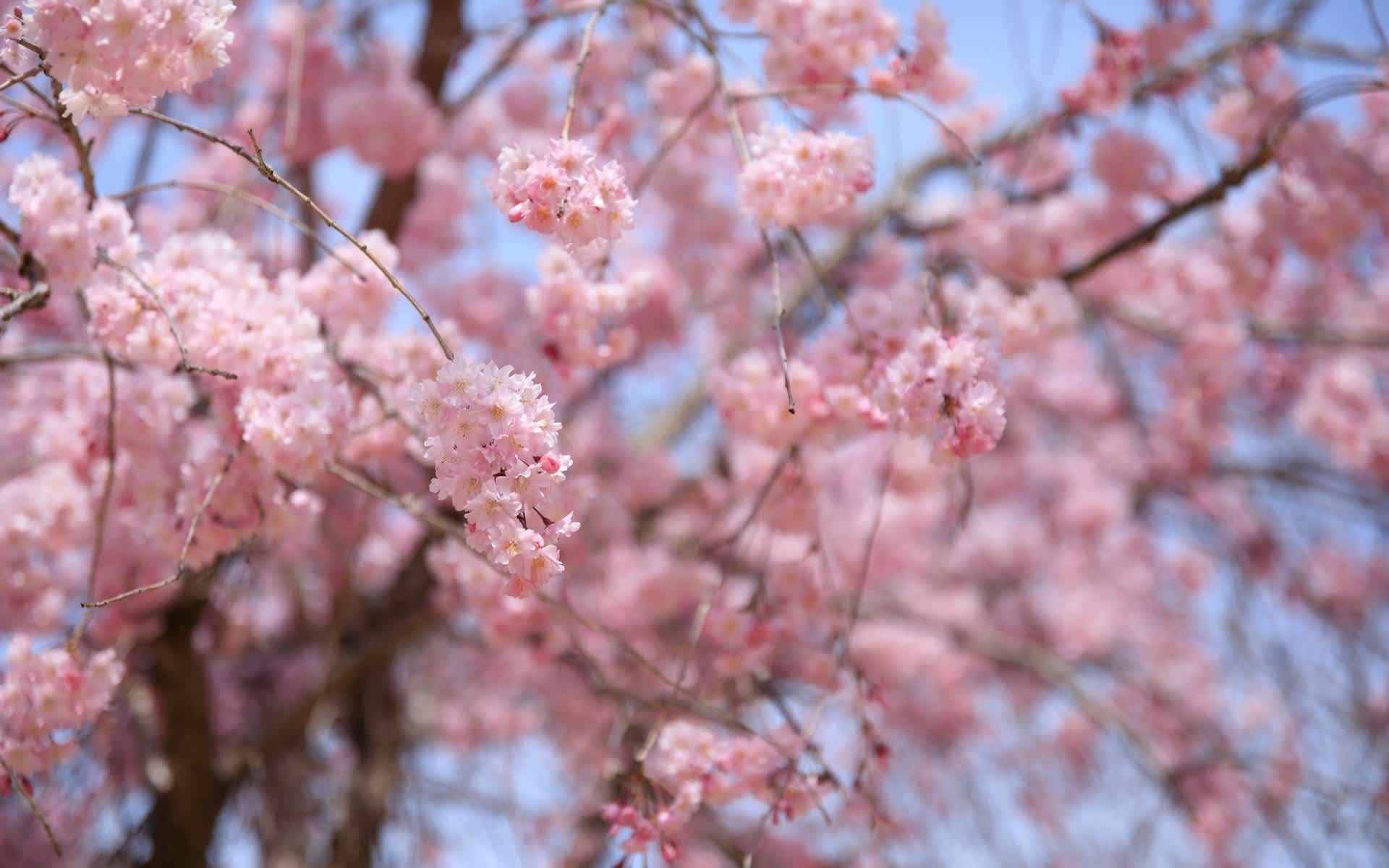 2018年桜の京都 笠置キャンプ場の壁紙 計27枚 壁紙 日々駄文