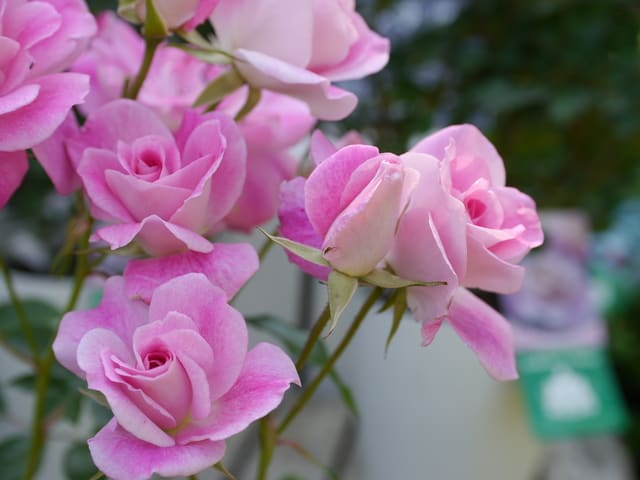 21特集 鉢花 バラ アイスバーグ ブリリアントピンク 4号 母の日プレゼント 2年生苗木 四季咲き 育てやすい 世界バラ殿堂入り