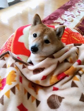 クリスマス リースオーナメント 完成 毛布にくるまる豆柴ちゃん Kokoheartのささやかな一日