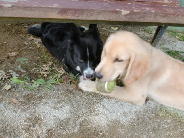 妄想 只今家庭犬輸送中 ボーダーとゴールデンの日常的なblog