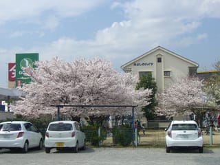 満開の桜