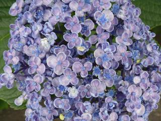 ウズアジサイ（渦紫陽花）/オタフクアジサイ - peaの植物図鑑