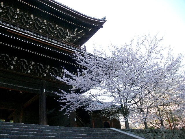 三門の右側には満開の桜が