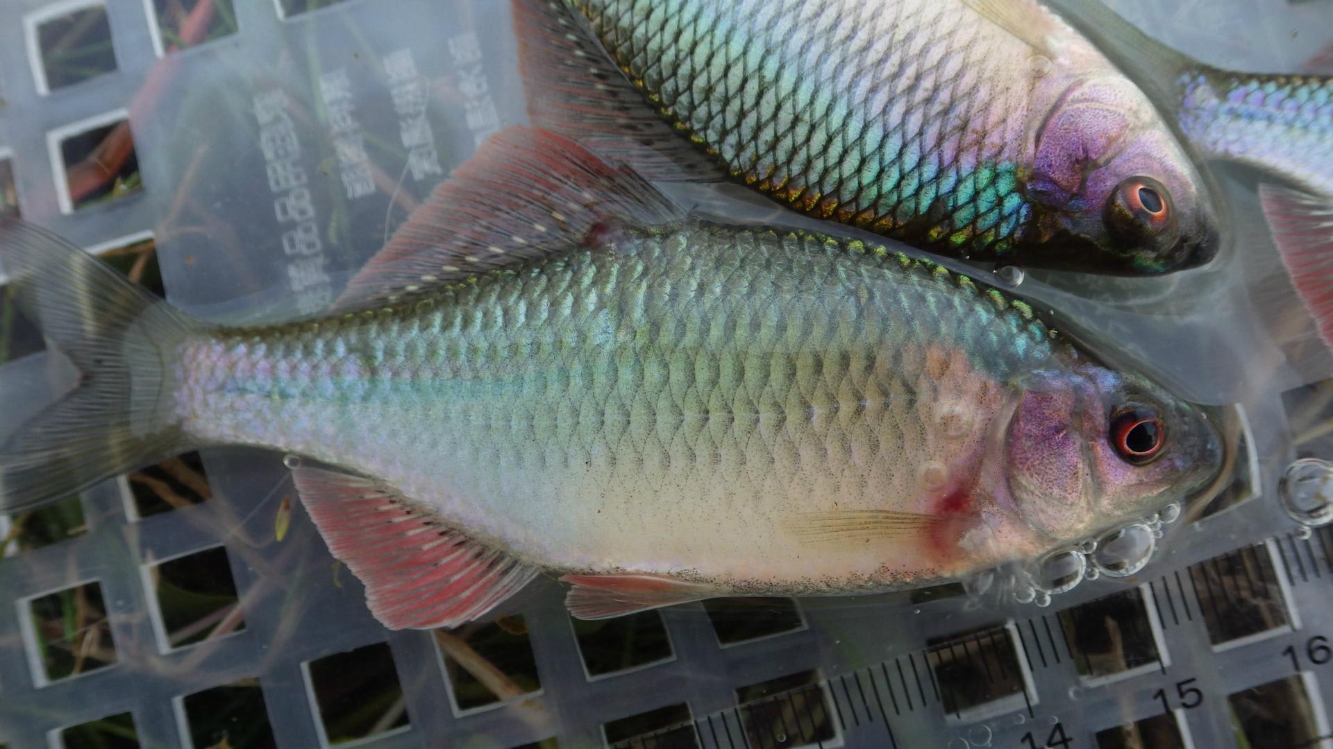 16年のタナゴ釣りを振り返って Big Or Small