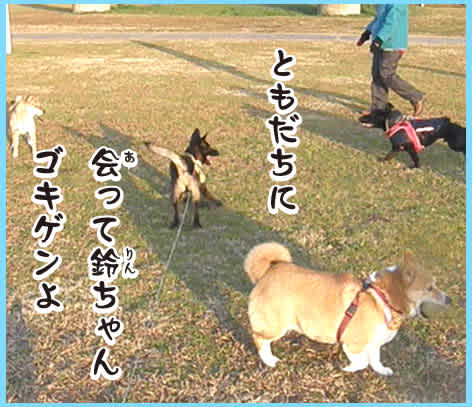 長リード 夕日の中で はしゃぐ鈴 雑種犬 風 ふう のひとりごと