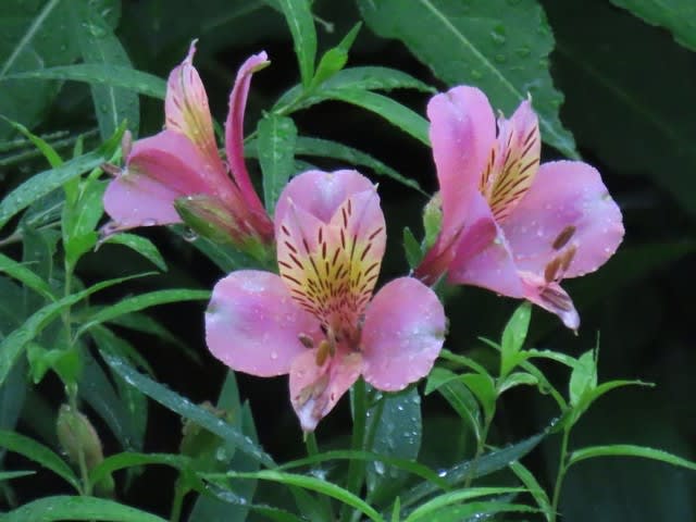庭で咲いているアルストロメリア