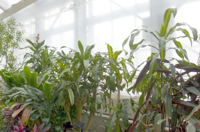岩手県立花きセンターのアオワーネッキー ドラセナ デレメンシス ビレンス 13年1月21日 月 Peaの植物図鑑
