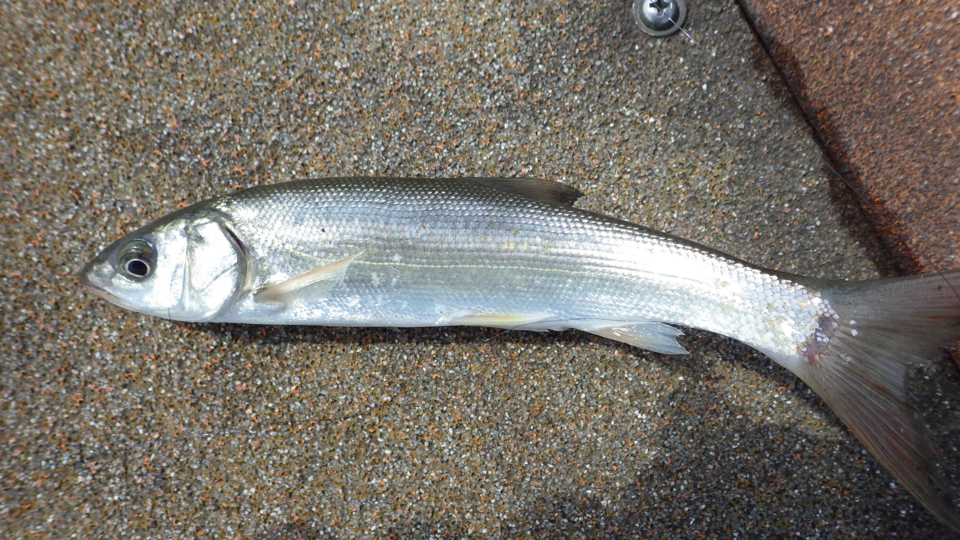 初秋の岐阜で2度目のタナゴ釣査 出張 ついでにタナゴ釣りシリーズ第4弾 Big Or Small 初秋の岐阜で2度目のタナゴ釣査 出張 ついでにタナゴ釣りシリーズ第4弾 Big Or Small