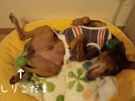 尻小玉 しりこだま きんたろう家のワンコ達 ミニピン Mix