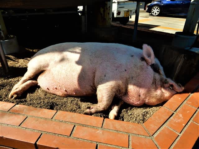 2018 10 21 ブタ昼寝 今日のころころこころ 2018 10 21 ブタ昼寝 今日のころころこころ