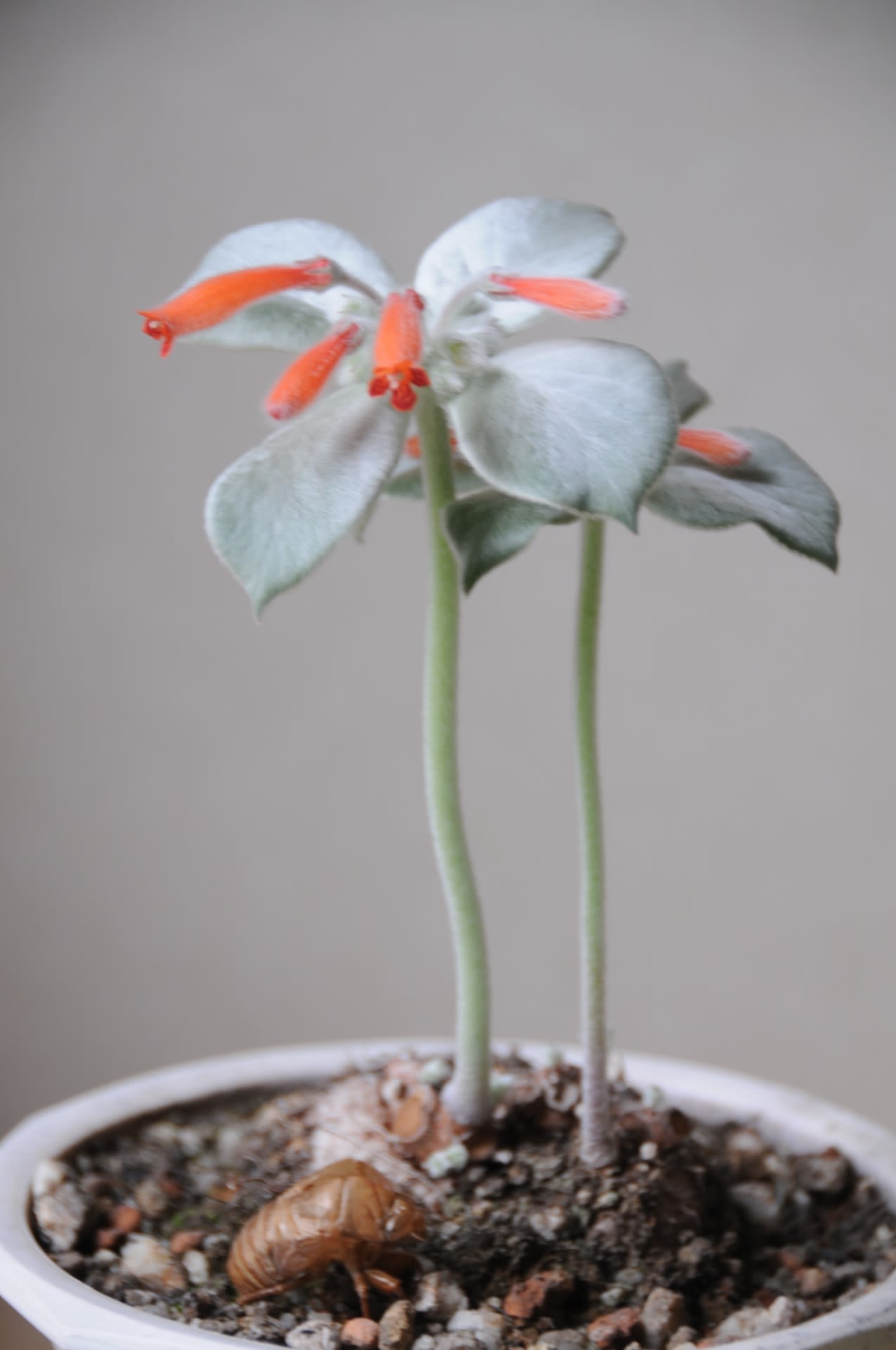 断崖の女王に花!の画像