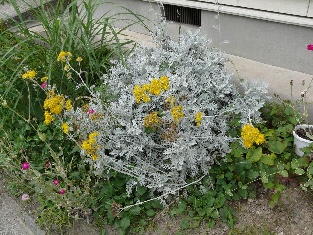 シロタエギク（白妙菊）/ダスティー・ミラー - peaの植物図鑑