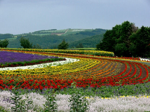 ぜるぶの丘－虹色の花園の向こうに広大な麦畑