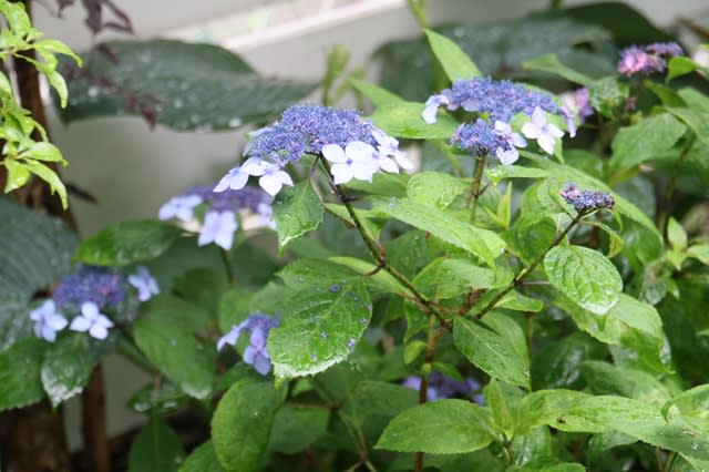 日陰の和庭も楽しいぞ M S Small Garden Milky Mamaの小さな庭 日陰の和庭も楽しいぞ M S Small Garden Milky Mamaの小さな庭