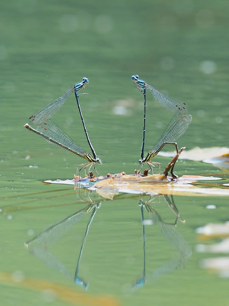 アマゴイルリトンボの産卵風景 ダイビングと生き物の写真ブログ３ 魚 鳥 花 蝶 トンボなどなど