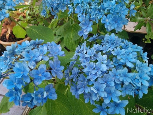 見たことのない素敵なブルー ハイドランジァと今日のガーデン 秋田の寄せ植え ナチュリア Simple Smilelife