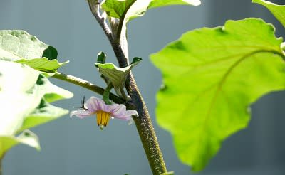 なすびの花 花ごよみ なすびの花 花ごよみ